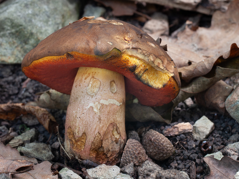 Boletus xanthopus